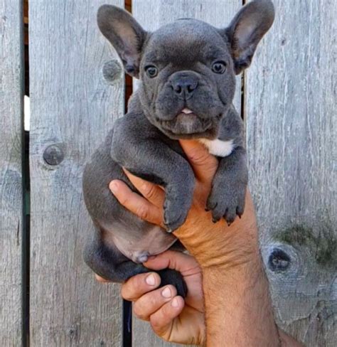 frenchies famous|cutest frenchie in the world.